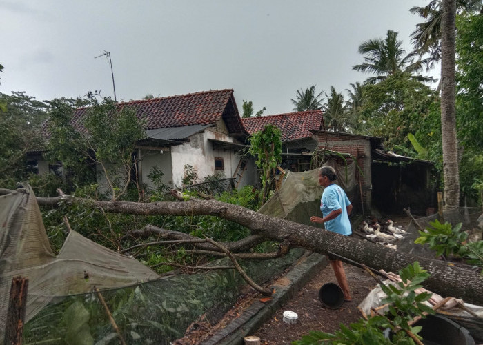 Angin Kencang Rusak 11 Rumah di Sidaurip, Warga Diminta Tetap Waspada