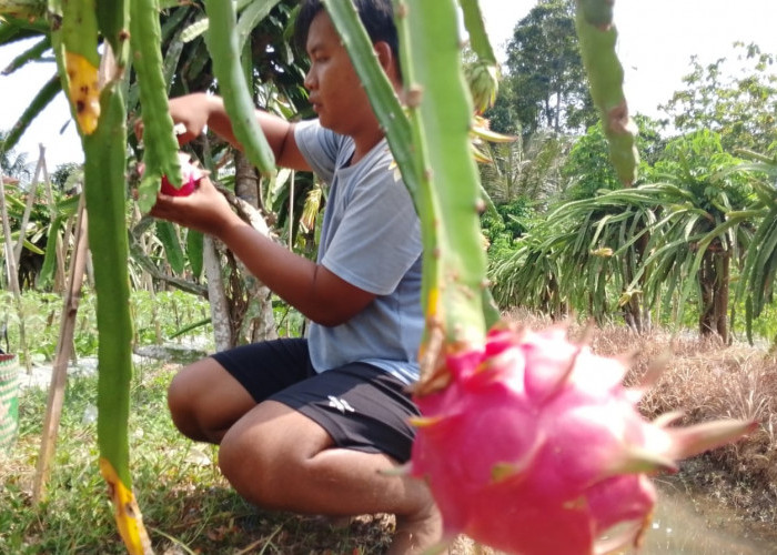 Panen Buah Naga Pekunden Banyumas Kembali Ramai, Kemarau Geser Masa Produktif Sebulan