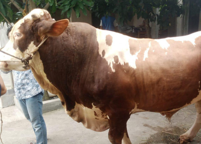 Presiden Prabowo Beli Sapi Hampir 1 Ton dari Purbalingga untuk Hewan Kurban Iduladha