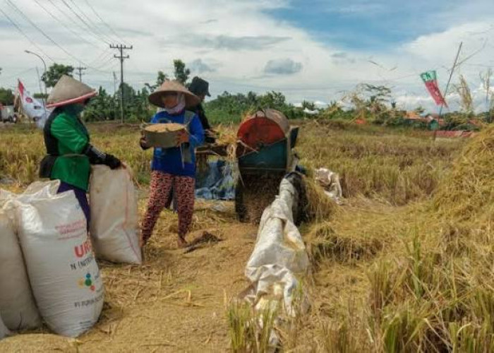 Stok Pupuk Bersubsidi di Cilacap Aman, Distribusi Sempat Jadi Kendala