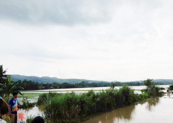 Ratusan Hektare Sawah di Cilacap Terendam Banjir