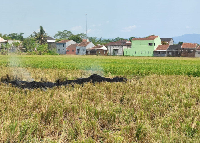 Pembakaran Jerami Dikeluhkan Warga, DPPP Purbalingga Sarankan Petani Olah Jadi Kompos