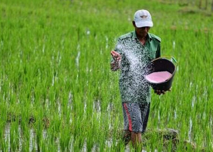Ingin Punya Modal untuk Beli Bibit dan Pupuk, Petani Bisa Ajukan KUR Mandiri dengan Syarat Ini