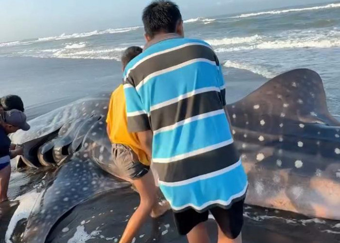 Hiu Tutul Kembali Terdampar di Pantai Bunton, Ini yang Ketiga di Tahun 2026