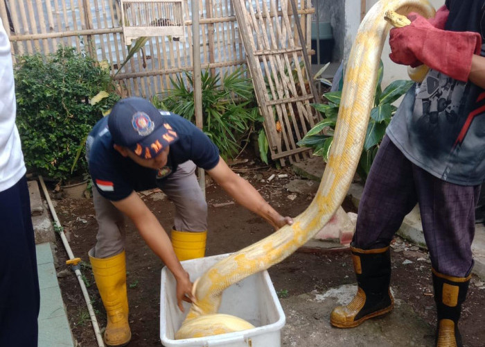 Ular Piton Albino Sepanjang 4 Meter Memangsa Ayam Milik Warga di Tritih Kulon Cilacap, Damkar Turun Tangan