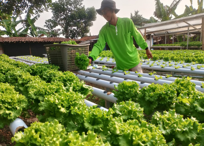 Tinggalkan Dunia Industri, Pemuda Cilongok Sukses Kembangkan Selada Hidroponik