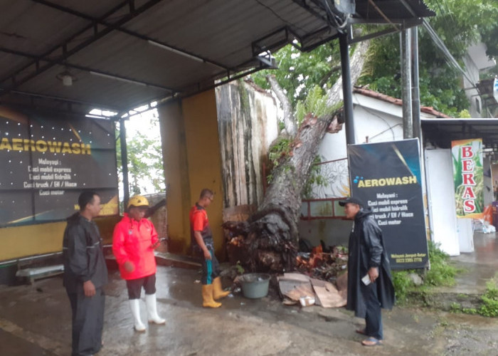 Diterjang Angin Kencang, Pohon Mahoni Raksasa Tumbang Timpa Dua Ruko di Banjarnegara