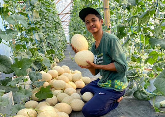 Hasil Perkebunan Jago Tani Farm Kebumen Dilirik Pengusaha Mancanegara
