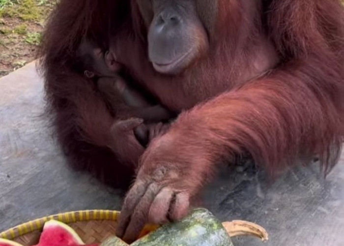 Bayi Orang Utan, Penghuni Baru Serulingmas Zoo Banjarnegara, Dikasih Nama Party Kejora