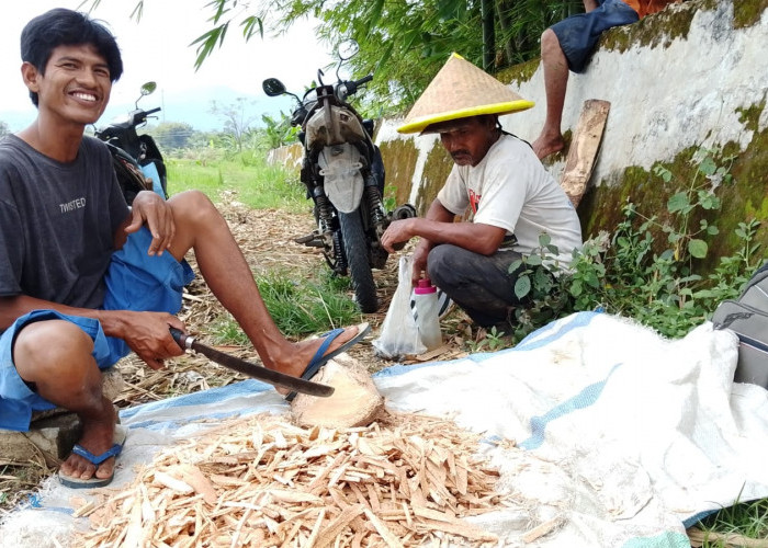 Peternak Bebek Banyumas Kurangi Populasi, Pasar Lesu Biaya Pakan Membengkak