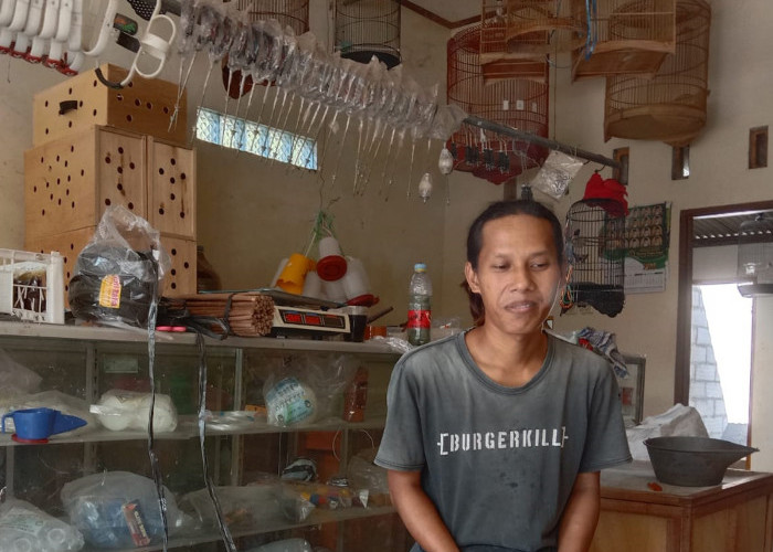 Anggungan Perkutut Jawa Kian Menjadi Incaran