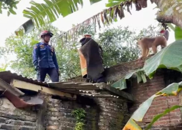 Beruk Lepas di Pekuncen Kroya Lukai 5 Orang, Dievakuasi Damkar Setelah 7 Jam