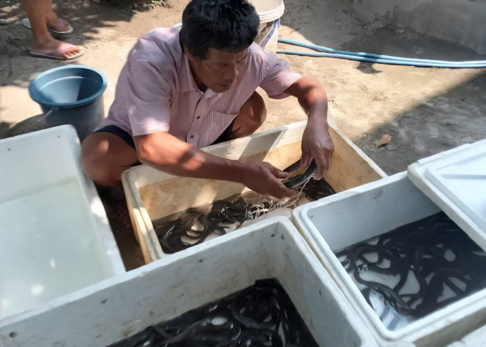 Cilacap Genjot Produksi Sidat, Nilai Jual Tembus Miliaran Rupiah