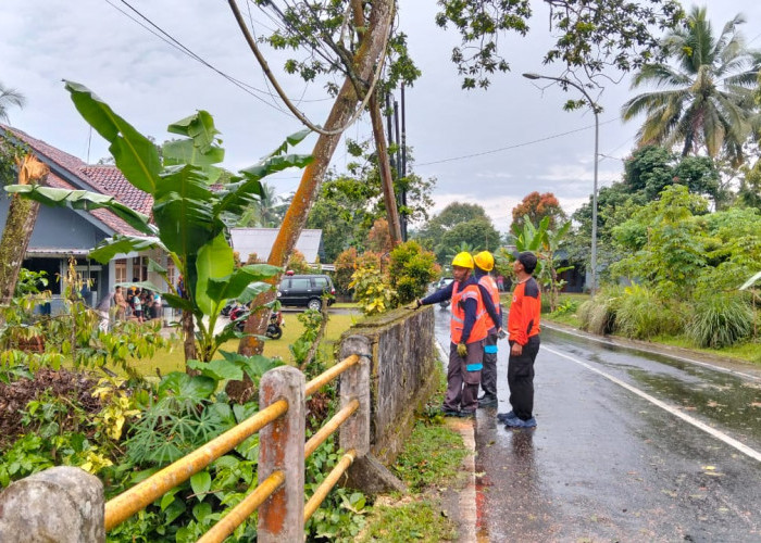 Pohon Alpukat Tumbang Timpa Pengendara di Baturraden, Satu Orang Luka