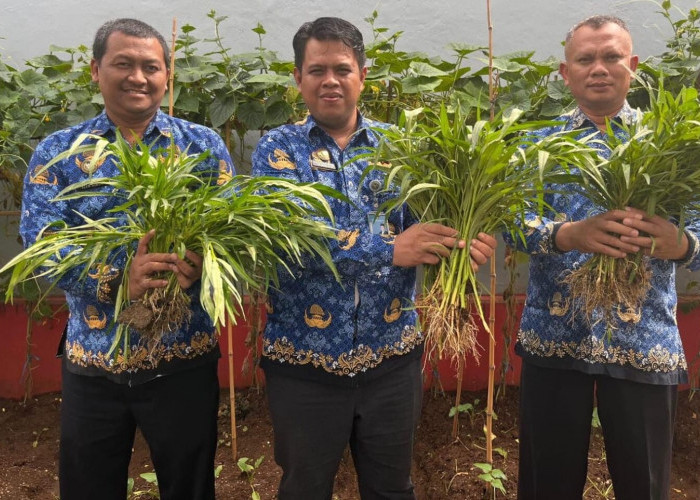 Rutan Banjarnegara Panen Kangkung dari Lahan Sempit, Warga Binaan Dilibatkan dalam Program Ketahanan Pangan