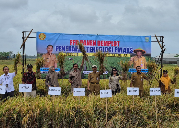 Panen Demplot PMAAS di Purbalingga Capai 9,4 Ton per Hektare, Benarkah Lebih Menguntungkan Petani?