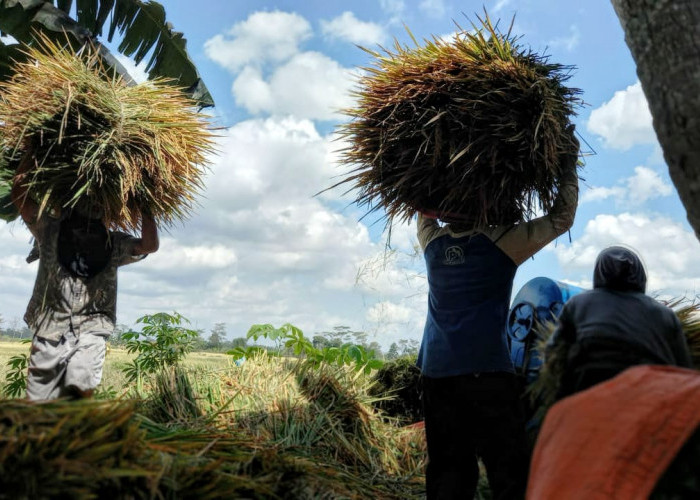 Petani Diminta Tidak Khawatir Kuota Pupuk di Kartu Tani Nol, Aplikasi Sedang dalam Maintenance System 