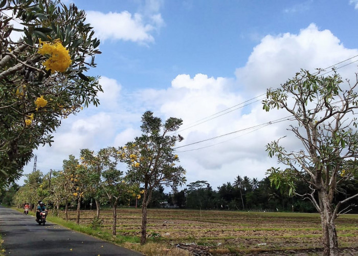 Pohon Tabebuya di Ruas Jalan Desa Kuntili Ditawar Rp 125 Juta, Kades Kuntili Tegaskan Tidak Dijual