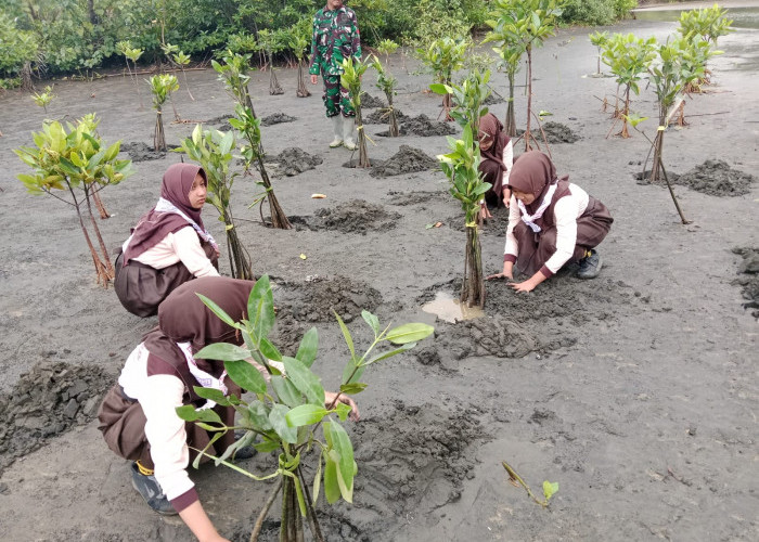 Ribuan Mangrove Ditanam di Pantai Sodong untuk Cegah Abrasi