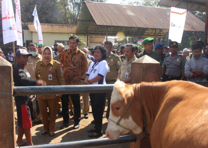 Harga Domba dan Kambing Masih Stabil Meski Permintaan Mulai Meningkat Jelang Hari Raya Kurban