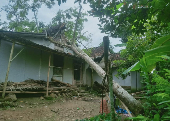 Angin Kencang Terjang Banyumas, Sejumlah Pohon Tumbang Timpa Rumah Warga