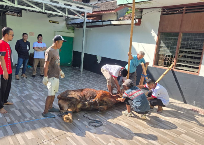 Kemenag Purbalingga Salurkan Daging Kurban ke Wilayah Minim Kurban di Karangjambu dan Karangreja