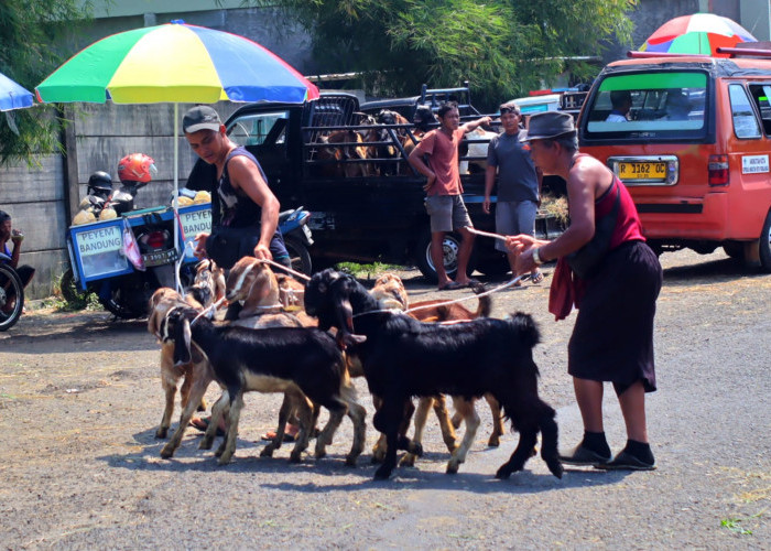 Jelang Iduladha, Harga Kambing di Pasar Hewan Purbalingga Masih Bertahan Rp1,6 Juta-Rp1,75 Juta