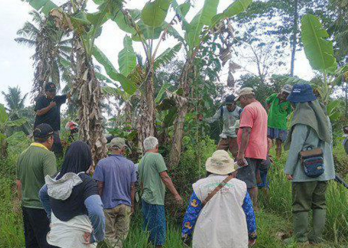 Tekan Populasi Tikus, Petani di Jeruklegi Cilacao Gunakan Teknik Pengendalian