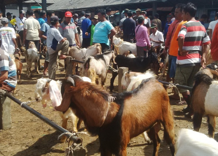 Jelang Iduladha, Pasar Kambing Karangpucung Cilacap Perluas Area
