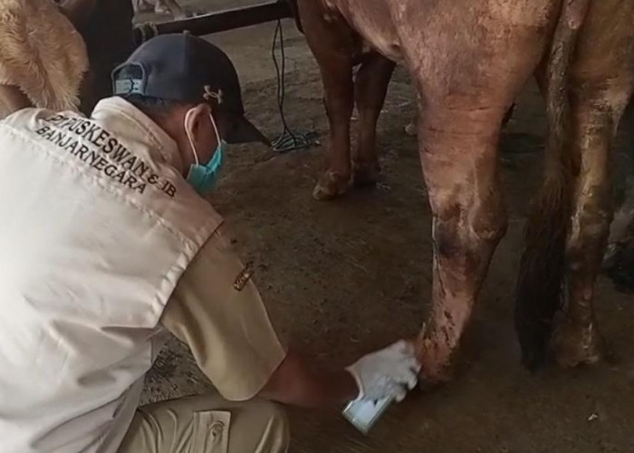 Pemeriksaan Hewan Kurban di Banjarnegara, Distankan Temukan Sapi Luka dan Belum Layak Kurban