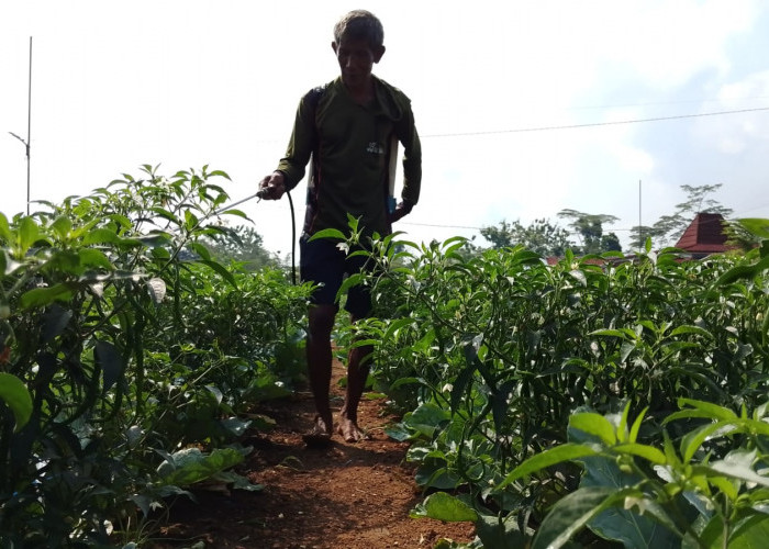 Petani Banyumas Kejar Panen Cabai Saat Idul Adha, Permintaan Pasar Diprediksi Meningkat Jelang Kurban