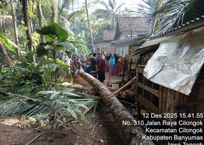 Pohon Kelapa Tumbang di Cilongok, Sebabkan Seorang IRT Meninggal Dunia