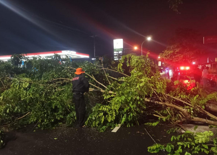 Dini Hari Tadi, Tim Gabungan Evakuasi Pohon Tumbang yang Tutup Jalan Provinsi di Karangnanas Sokaraja