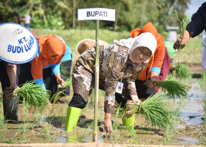 Petani Purwosari Kebumen Mulai MT III Berkat Irigasi Pompa
