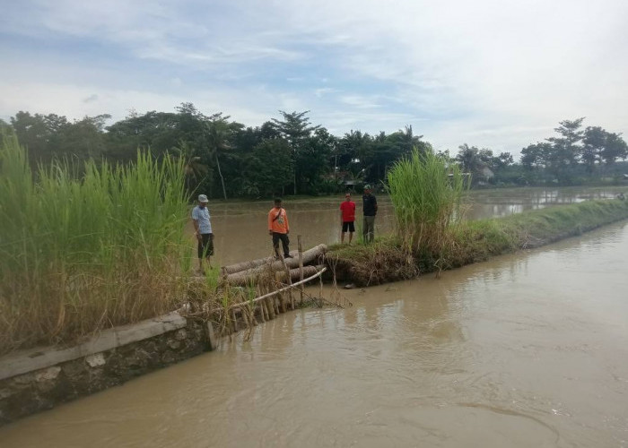 Tanggul Sungai Klepu Payung Jebol Rendam Puluhan Hektar Lahan