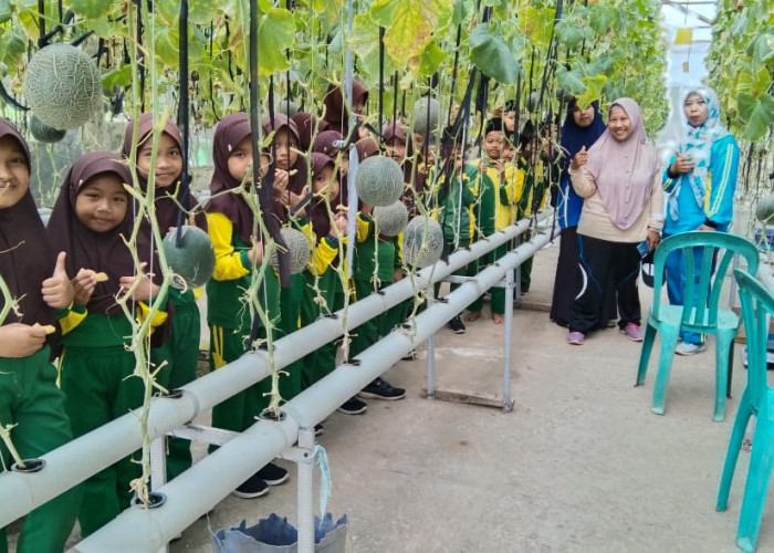 Laris Manis, Wisata Petik Melon Desa Nusadadi Habiskan 500 Buah dalam 10 Hari