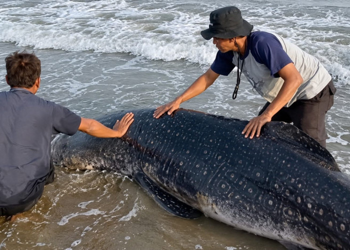 Paus Kerdil Terdampar di Pantai Cemara Jajar Cilacap, Sempat Berusaha Diselamatkan