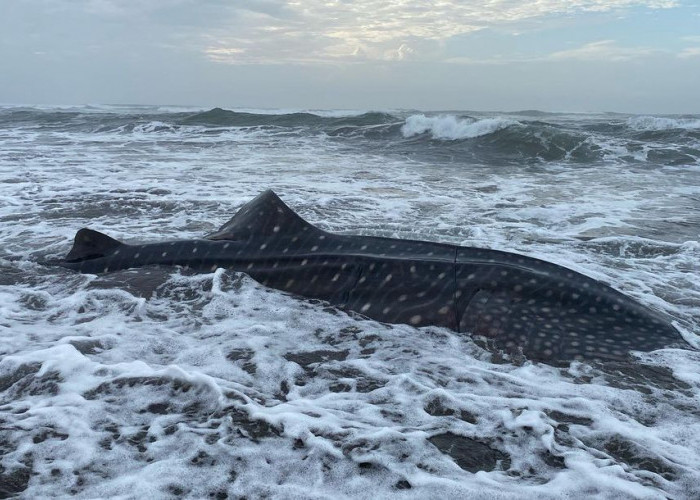 Seekor Hiu Tutul Ditemukan Terdampar di Pantai Welahan Wetan, Cilacap