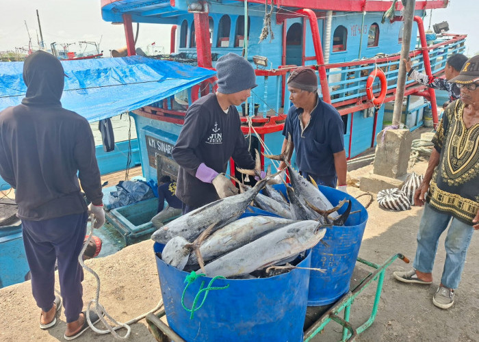Panen Raya Tiga Jenis Ikan di Cilacap: Kakap, Kerapu, dan Balong Melimpah, Pasar PPC Dibanjiri Pembeli