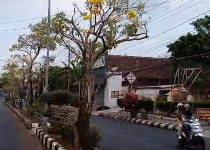 Tabebuya Bermekaran di Jalan MT Haryono dan Yosomiharjo Bobotsari Purbalingga, Dijuluki “Jepang”