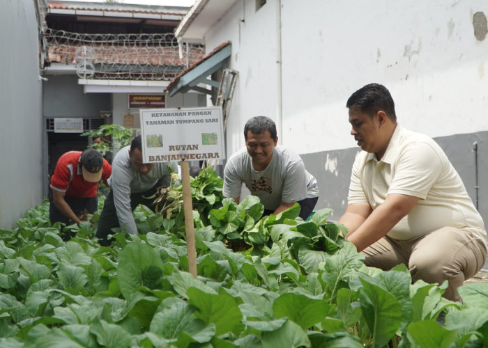 Dari Balik Jeruji, Warga Binaan Rutan Banjarnegara Panen Caisim Jumbo hingga 58 Kilogram