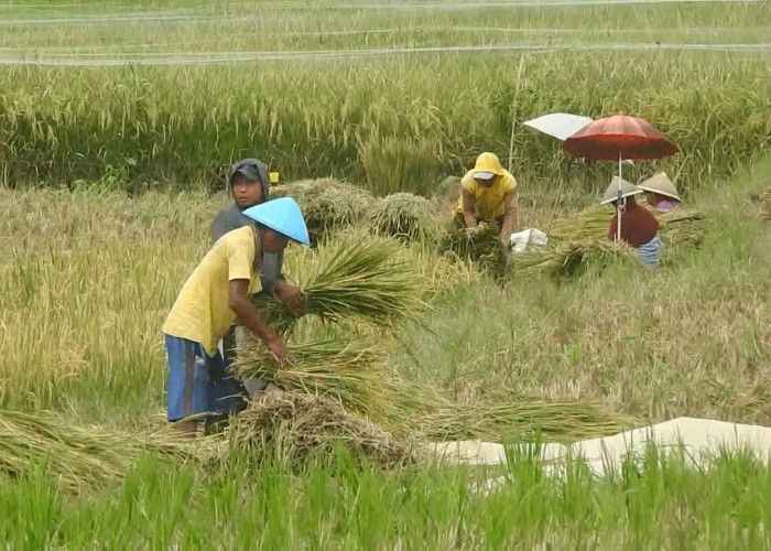 Banjarnegara Mantap Jadi Lumbung Pangan, Surplus Beras Capai 40 Ribu Ton