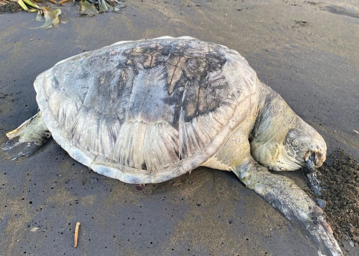 Sampah Diduga Jadi Penyebab Kematian Lima Penyu di Pesisir Cilacap