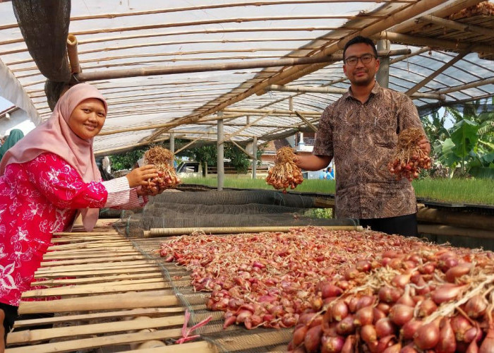 Petani Bawang Merah Desa Bunton, Cilacap Mampu Hasilkan Puluhan Ton dalam Sekali Panen