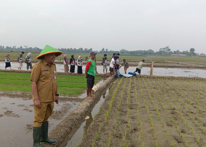 DPPP Purbalingga Pasang 5 Trap Barrier System di Desa Lamuk, Lindungi 150 Hektare Sawah dari Hama Tikus