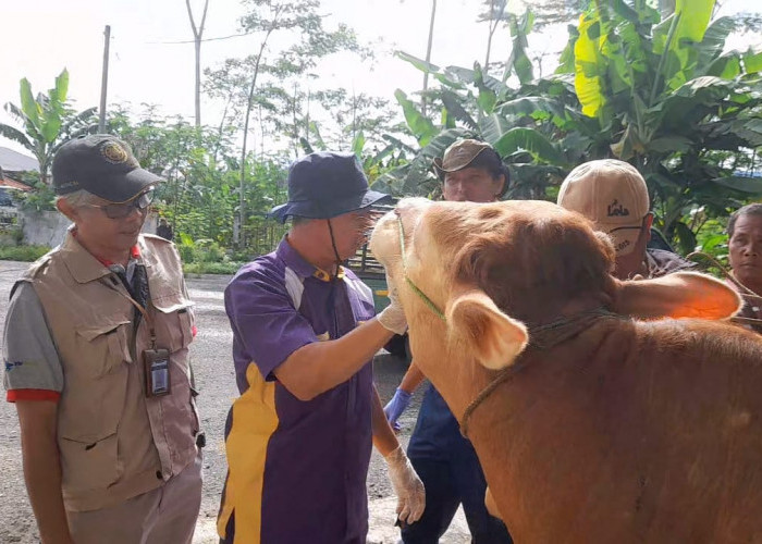 Antisipasi Wabah PMK, Banjarnegara Perketat Pengawasan Ternak