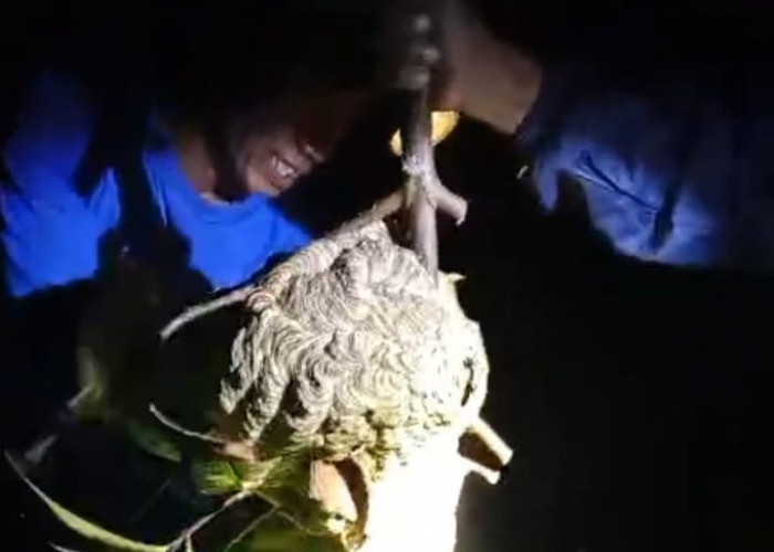 Tawon Vespa Menyengat Warga, TAGANA Banyumas Lakukan Operasi Penangkapan