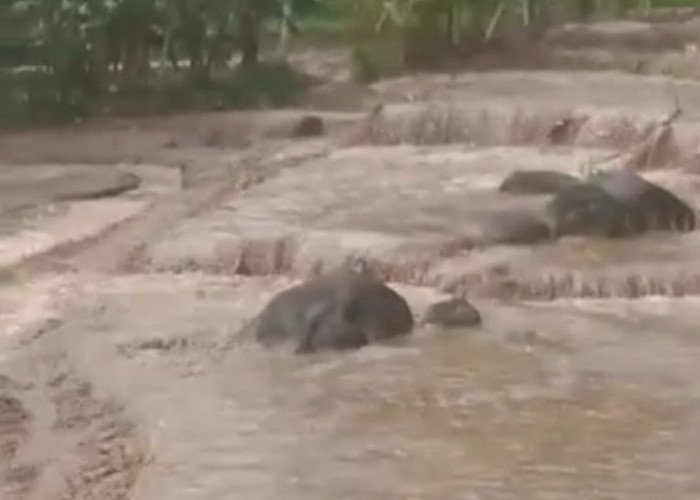 Hujan, Sungai Buton di Glempang Pekuncen Rendam 3 Ha Lahan Pertanian, Sungai Logawa Rendam Pasar Legok   