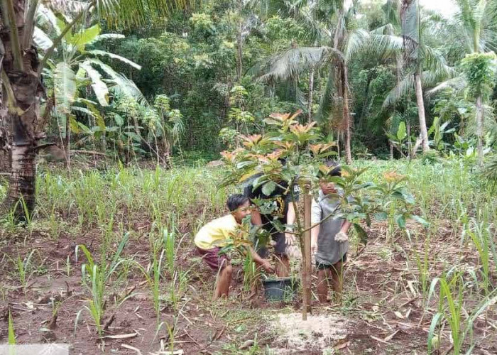  Mdpl Rendah, Desa Buniayu Rencanakan Maskot dengan Pilih Tanaman Alpukat Introduksi