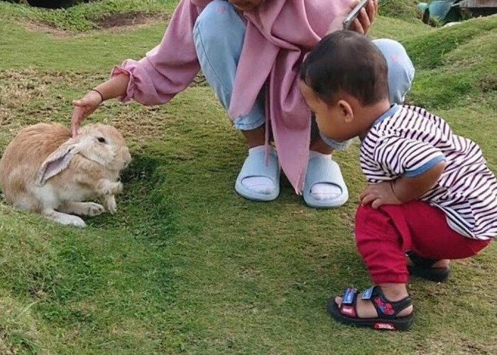 Taman Kelinci Semarang, Wisata Edukasi yang Menyenangkan